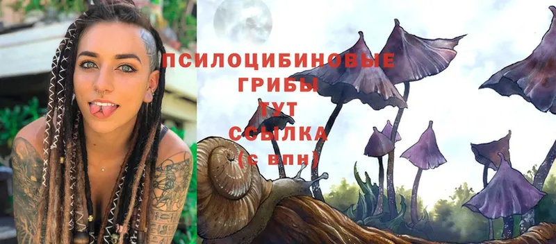 Галлюциногенные грибы Psilocybe  Арсеньев 